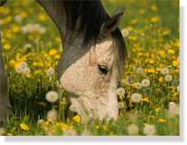  Fleurs de Bach pour cheval